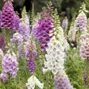 Foxglove, Digitalis, Digitalis purpurea, Digitalis grandiflora, Digitalis lutea, Digitalis lutea, Digitalis parviflora, Digitalis x mertonensis, Digitalis x mertonensis