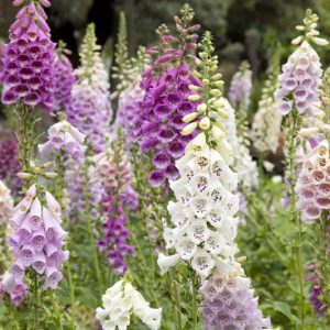 Foxglove, Digitalis, Digitalis purpurea, Digitalis grandiflora, Digitalis lutea, Digitalis lutea, Digitalis parviflora, Digitalis x mertonensis, Digitalis x mertonensis