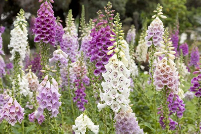 Foxglove, Digitalis, Digitalis purpurea, Digitalis grandiflora, Digitalis lutea, Digitalis lutea, Digitalis parviflora, Digitalis x mertonensis, Digitalis x mertonensis