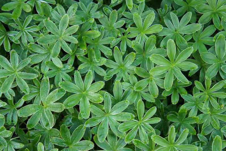 Alchemilla alpina, Alpine Lady's Mantle, Ground cover,
