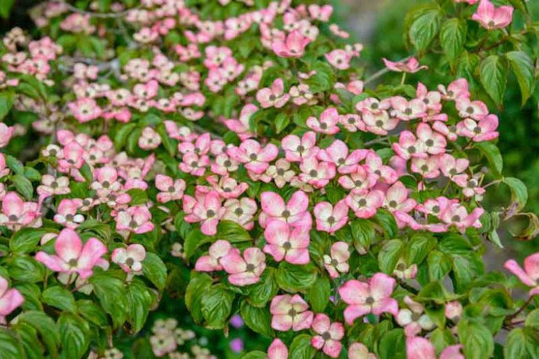Cornus kousa 'Miss Satomi', Kousa Dogwood 'Miss Satomi', Japanese Dogwood 'Miss Satomi', Cornus kousa 'Satomi',  Cornus kousa var. chinensis 'Satomi', Pink Flowers, Pink Cornus