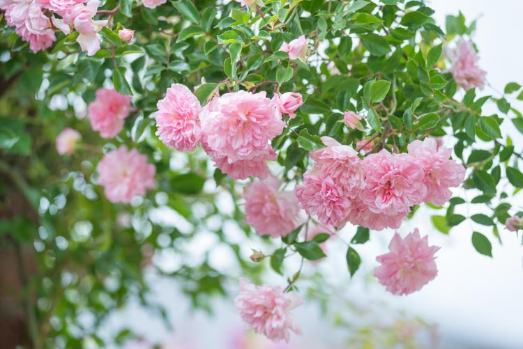 Rosa François Juranville, Rose François Juranville, Rosa 'François Juranville', Rambler Roses, Hybrid Wichurana Roses, agm roses, Fragrant roses, Shrub roses, pink roses, Climbing Roses, fragrant roses