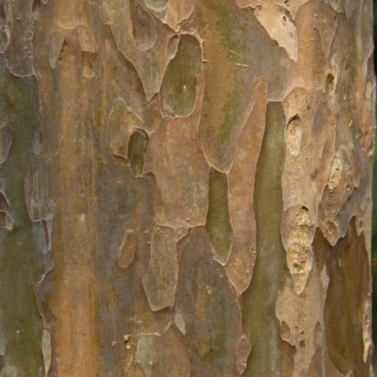 Stewartia pseudocamellia, Deciduous Camellia, Japanese Stewartia, Deciduous Stewartia, Pelling Bark, Exfoliating Bark, White flowers, fall color, red leaves