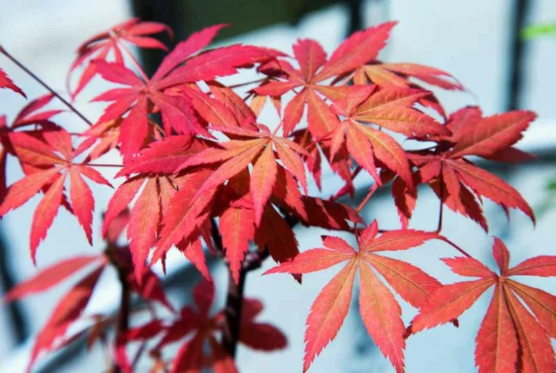 japanese Maple Osakazuki, Acer Palmatum Ozakazuki
