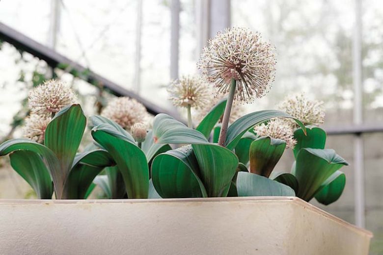 Allium Karataviense, Turkistan Onion, Kara Tau Garlic, Ornamental Onion, Spring Bulbs, Spring Flowers , Pink Onions, White Onions, Late Spring Bloom, Early Summer Bloom,