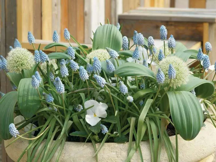 Allium Karataviense Ivory Queen, Turkistan OnionIvory Queen, Ornamental onionIvory Queen, Kara Tau Garlic 'Ivory Queen', Spring Bulbs, Spring Flowers White Onions, Late Spring Bloom, Early Summer Bloom