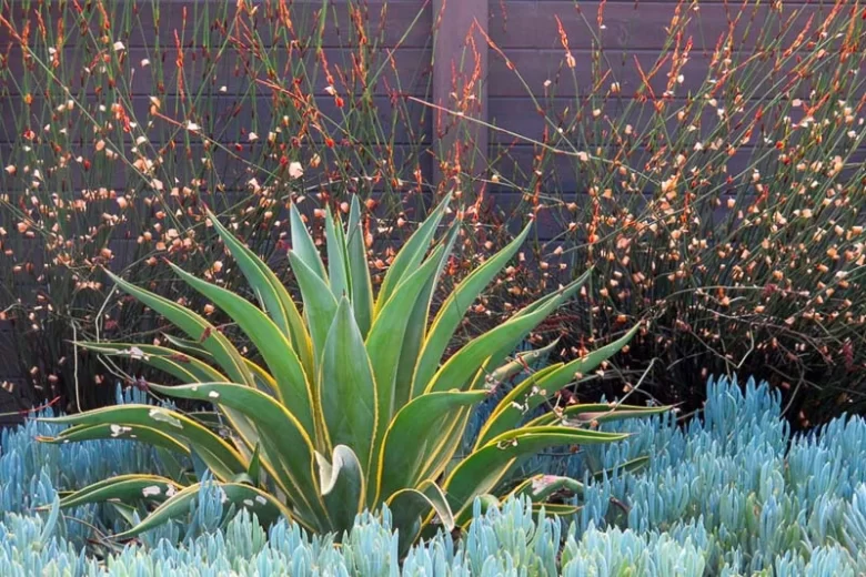Elegia tectorum, Small Cape Rush, Chondropetalum tectorum, Drought tolerant plant,