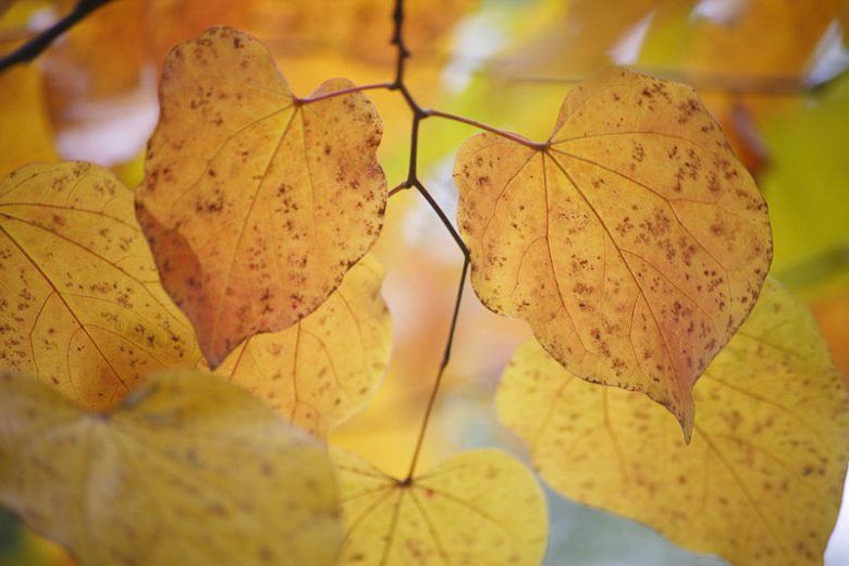 Cercidiphyllum japonicum,Katsura Tree, Tree with fall color, Fall color, Attractive bark Tree, Golden leaves