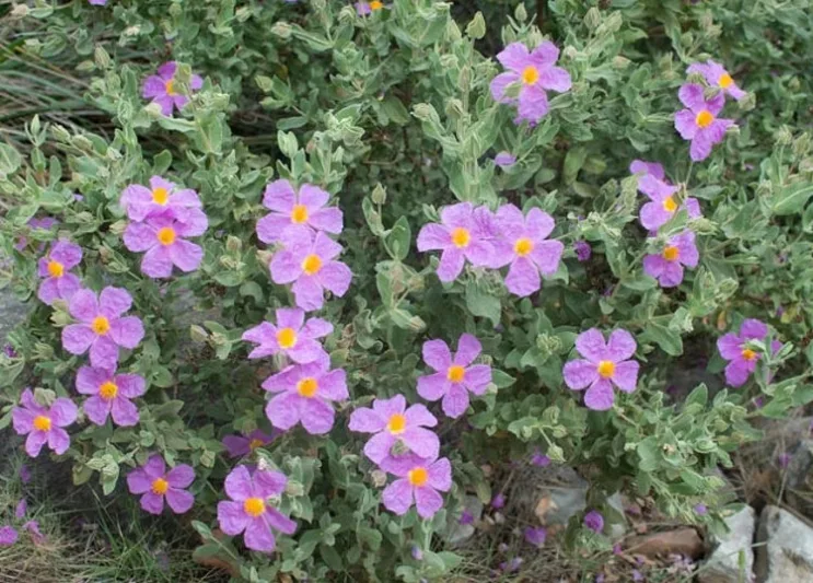 Cistus Creticus ssp. Incanus, Pink Rock Rose, Hairy Rockrose, Gum Cistus, Grey Rockrose, European Rock Rose, Balm of Gilead, Mediterranean plants, Mediterranean shrubs, Pink flowers, Purple Flowers, Rockrose