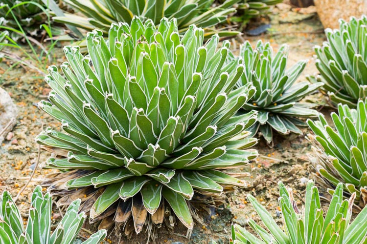 Agave victoriae-reginae,Queen Victoria Century Plant, Royal Agave, Agave Ferdinandi-Regis, Agave scabra × victoriae-reginae, Agave victoriae-reginae f. longifolia, Agave victoriae-reginae f. longispina, Agave victoriae-reginae var. nickelsiae