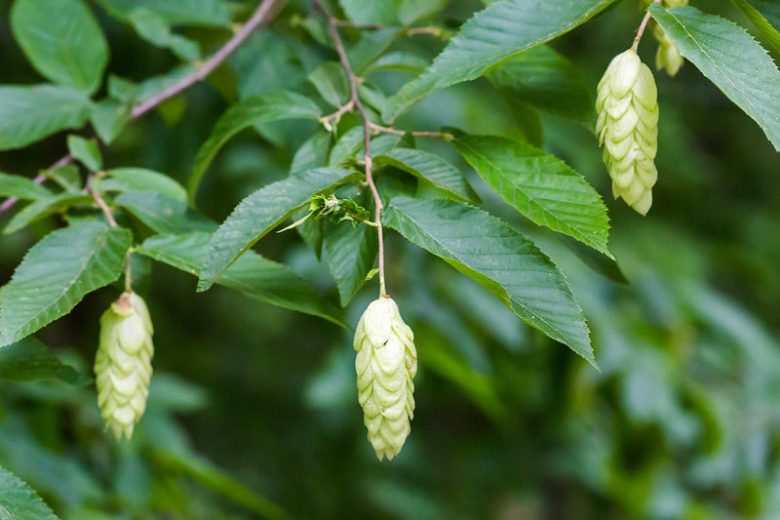 Ostrya virginiana, Eastern Hop-hornbeam, American Hop-hornbeam, Woolly Hop-hornbean, Eastern Ironwood, Roughbark Ironwood, Ironwood, Deerwood, Leverwood, Fall color,