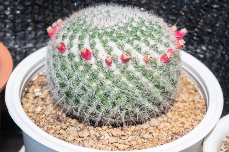 Mammillaria hahniana, Old Lady Pincushion, Birthday Cake Cactus, Old Lady of Mexico, Old Woman Cactus, Neomammillaria hahniana, small Succulents, Small Cactus