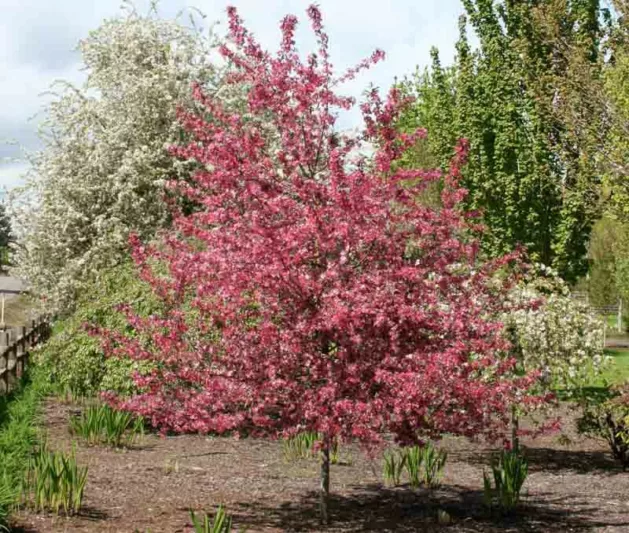 Malus 'Royal Raindrops', Crabapple 'Royal Raindrops', Crab Apple 'Royal Raindrops', Fragrant Tree, Red fruit, red berries, Winter fruits, Pink flowers,