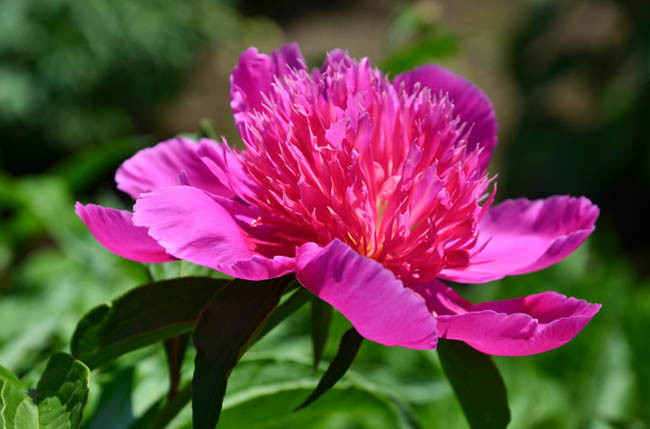 Paeonia Red Spider, Peony Red Spider, Red Spider Peony, Chinese Peony Red Spider, Common Garden Peony Red Spider, Red Peonies, Red Flowers, Fragrant Peonies