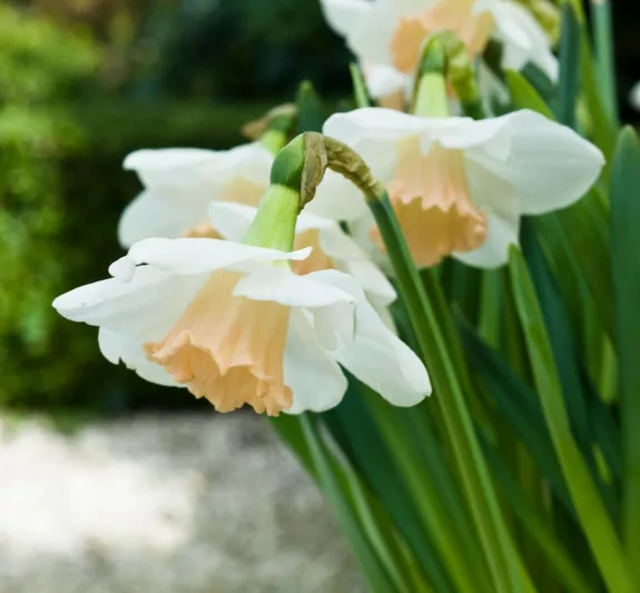 Narcissus Passionale, Daffodil 'Passionale', Large-Cupped Daffodil 'Passionale', Large-Cupped Daffodils, Spring Bulbs, Spring Flowers, Narcisse Passionale, Large-cupped Daffodil, Narcisse grande couronne, early spring daffodil, mid spring daffodil