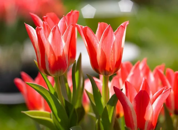 Tulipa Pinocchio, Tulip 'Pinocchio', Greigii Tulip 'Pinocchio', Greigii Tulips, Spring Bulbs, Spring Flowers, Tulipe Pinocchio, Red Tulips, Bicolored Tulips, Tulipes Greigii