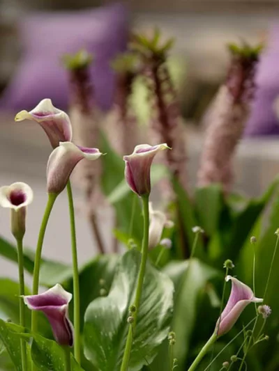 Zantedeschia 'Vermeer', Calla Lily 'Vermeer', Arum Lily 'Vermeer', Calla Lilies, Arum Lilies, Zantedeschia care, Purple Calla Lilies, White Calla lilies, Bicolor Calla Lilies