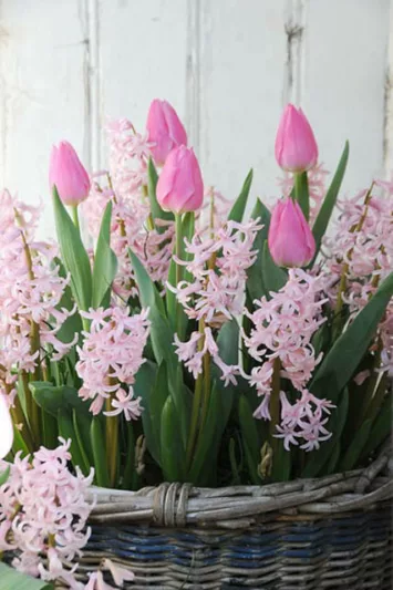 Hyacinthus Orientalis 'Pink Festival', Hyacinth 'Pink Festival', Multi-flowering Hyacinth, Dutch Hyacinth, Hyacinthus Orientalis, Hyacinthus Multiflora, Spring Bulbs, Spring Flowers, Pink hyacinth, Pink flower