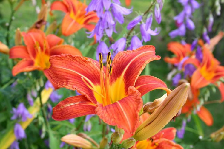 Hemerocallis, daylilies, Daylily, Day Lilies, summer flowers, drought tolerant flower, day lily, daylily plants, Hemerocallidaceae, best perennials, hemerocallis fulva, daylily bulbs, rebloom