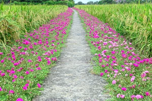 Portulaca, Moss Rose, Rose Moss, Eleven o'clock, Mexican Rose, Vietnam Rose, Sun Rose, Rock Rose, Sea Purslane, Purslane, Garden Purslane, Little Hogweed, Pusley, Wild Portulaca, Pourpier, Ve