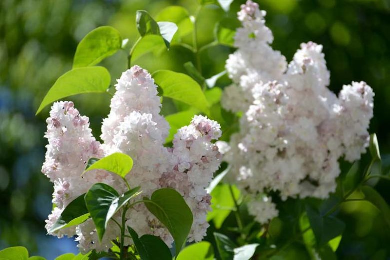 Syringa vulgaris 'Beauty of Moscow',Syringa 'Beauty of Moscow', Lilac 'Beauty of Moscow', White lilac, Fragrant Lilac, White Flowers, Fragrant Shrub, Fragrant Tree