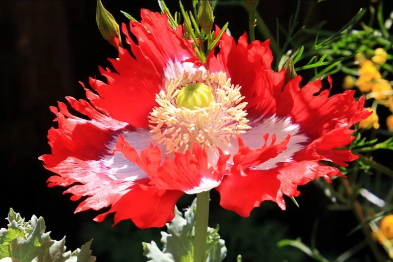 Papaver somniferum 'Danish Flag',  Opium Poppy 'Danish Flag', Papaver 'Danish Flag', Breadseed Poppy 'Danish Flag', Papaver 'Danebrog', Danebrog Poppy, Papaver somniferum 'Danebrog', Red Flower, Red Papaver, Red Opium Poppy