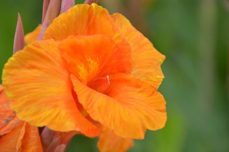 Canna 'Phasion', Indian Shot 'Phasion', Cana Lily Phasion,  Canna 'Durban', Canna 'Tropicanna', Canna Lily bulbs, Canna lilies, Orange Canna Lilies,