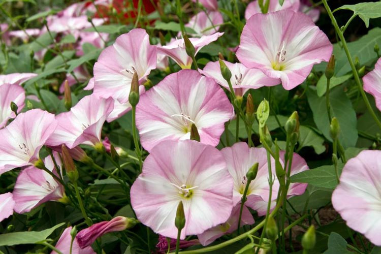 Convolvulus Althaeoides,Mallow Bindweed,Convolvulus Sabatius, Bindweed, Blue Rock Bindweed, Ground Morning Glory, Convolvulus mauritanicus,Convolvulus Cneorum, Shrubby Bindweed, Silvery Bindw