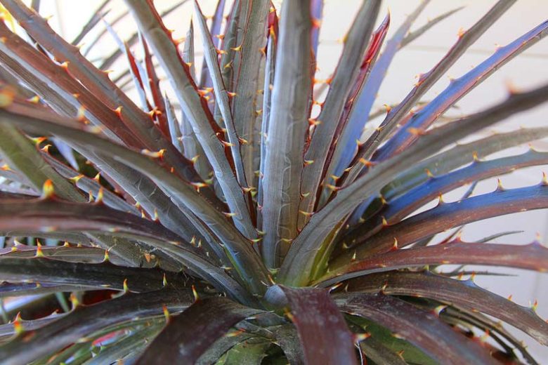 Dyckia Burgundy Ice, dark Dyckia, Black Dyckia, Burgundy Dyckia, Dark Succulent
