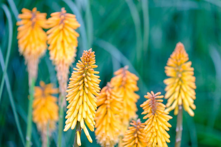 Red hot poker, torch lily, kniphofia, orange flower, yellow flower, full sun plant, kniphofia Royal Standard, Kniphofia Timothy, Kniphofia Rooperi, Kniphofia Shining Sceptre, kniphofia Flamen