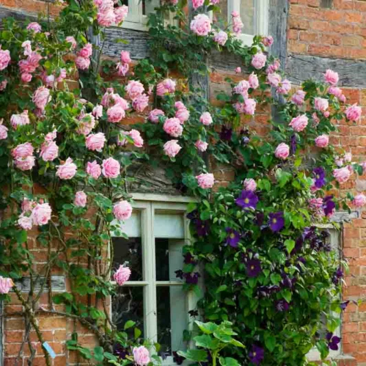Rose Caroline Testout, Climbing Rose