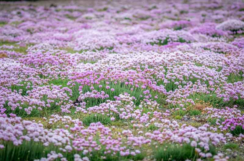 Armeria, Sea Thrift, Thrift, Sea Pink, Cliff Rose, Cushion Pink, Lady's Cushion, Great Thrift, False Sea Thrift, Armeria maritima, Armeria pseudarmeria,