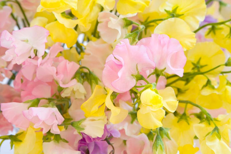Lathyrus Odoratus, Sweet Pea, Annual plant, Fragrant Plant, Climbing plant,Annual Flowers, Fragrant Flowers Climbing Flowers