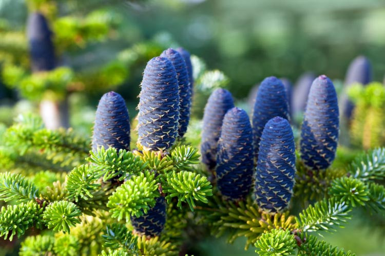 Abies, Abies concolor, White Fir, Evergreen Conifer, Evergreen Shrub, Blue Conifer, Blue Fir, Abies koreana, Korean Fir, Noble Fir, Abies procera
