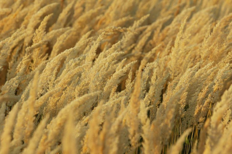 Calamagrostis Brachytricha, Foxtail Grass, Feather Reed Grass or Korean Feather Reed Grass, Calamagrostis Arundinacea var. Brachytricha