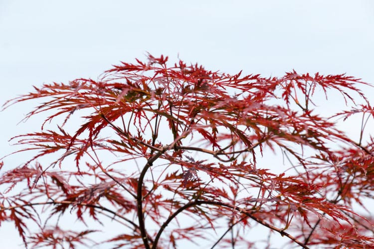 Acer palmatum 'Dissectum Atropurpureum', Japanese Maple Dissectum Atropurpureum, Japanese Maple 'Dissectum Atropurpureum', Laceleaf Japanese Maple, Cutleaf Japanese Maple, Threadleaf Japanese Maple, Acer palmatum var. dissectum Dissectum Tree with fall color, Fall color, Attractive bark Tree, purple leaves, Purple Acer, Purple Japanese Maple, Purple Maple,