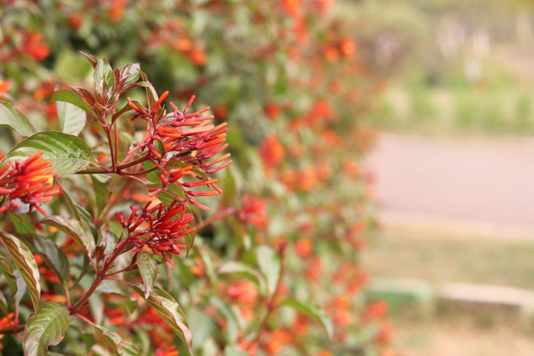 Hamelia patens, Scarletbush, Firebush, Coloradillo, Mexican Firecracker, Firecracker Shrub, Red Flowers, Orange Flowers