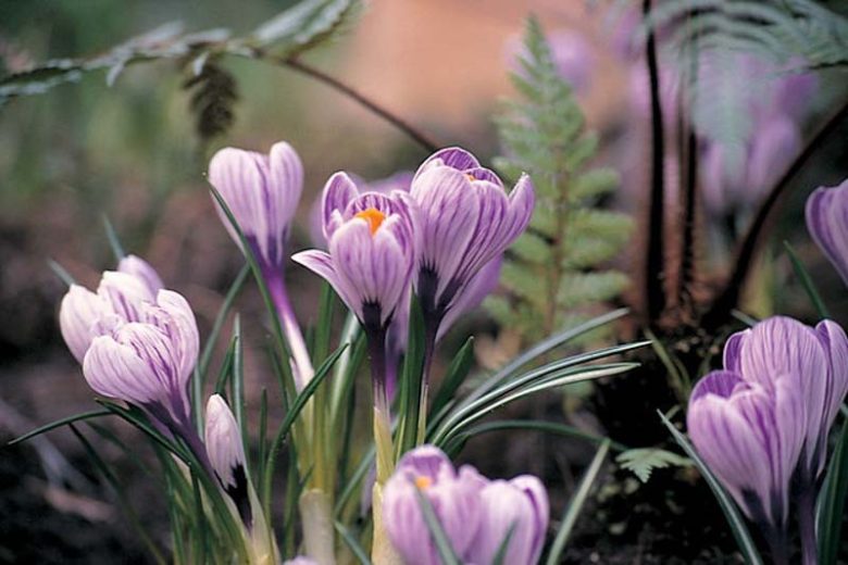 Crocus 'Pickwick', Crocus vernus Pickwick, Dutch crocus Pickwick, Giant Dutch Crocus Pickwick, Spring Bulbs, Spring Flowers, early spring bulb