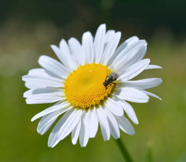 Leucanthemum Vulgare 'Filigran',Ox-Eye Daisy 'Filigran', Field Daisy 'Filigran', Marguerite 'Filigran', Moon Daisy 'Filigran', White Flowers