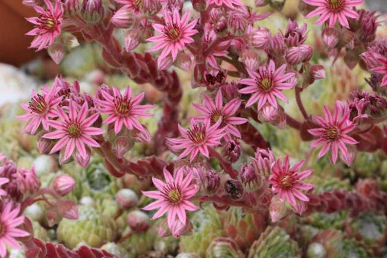 Sempervivum arachnoideum, Cobweb Hens and Chicks, Cobweb Houseleek  Cobweb Sedum, Sempervivum arachnoideum 'Cobweb', succulent, evergreen succulent, drought tolerant perennial, drought tolerant plant