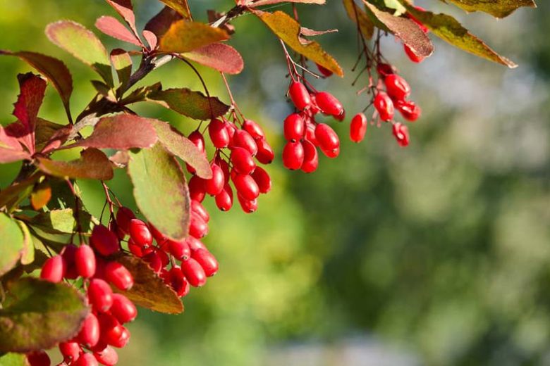 Berberis Koreana, Korean Barberry, Berries, Shrub with Berries, Evergreen Shrub, Red Berries, Flowering Shrub