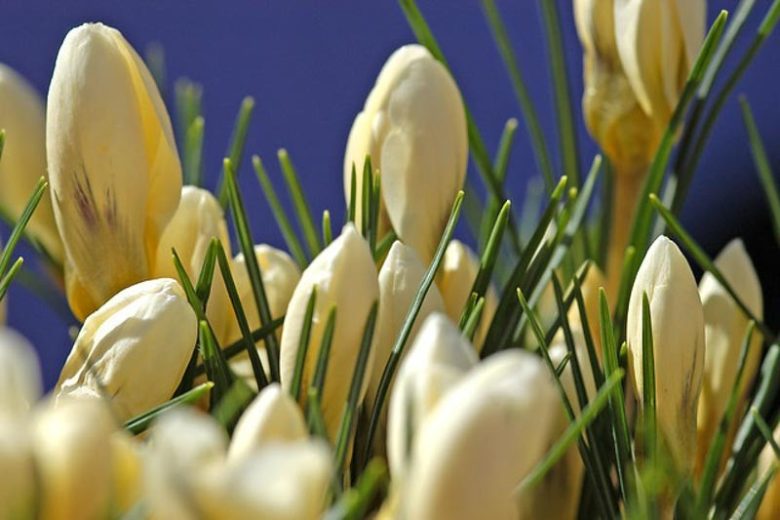 Crocus 'Snow Bunting', Crocus Chrysanthus 'Snow Bunting',Crocus Chrysanthus, Crocus 'Snow Bunting', Snow Crocus, Botanical Crocus, Spring Bulbs, Spring Flowers, White Crocus, Early spring bulb