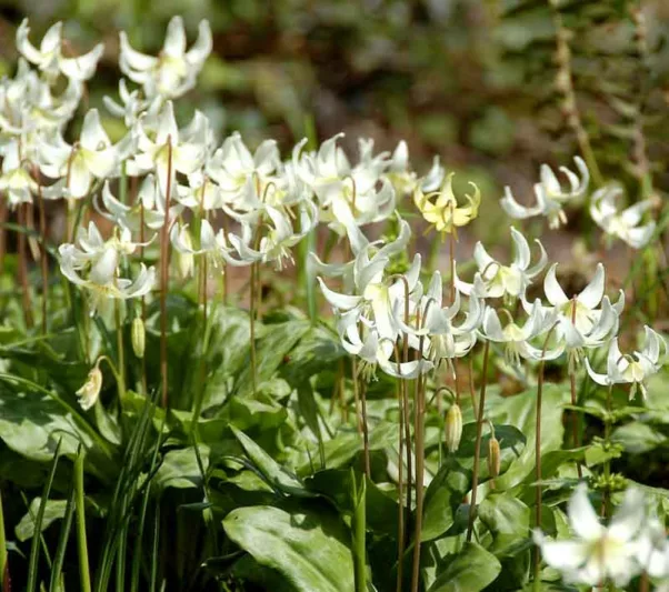 Erythronium californicum 'White Beauty', Fawn Lily 'White Beauty', Erythronium oreganum 'White Beauty', Erythronium revolutum 'White Beauty', Erythronium 'White Beauty', White flowers, perennials for shade