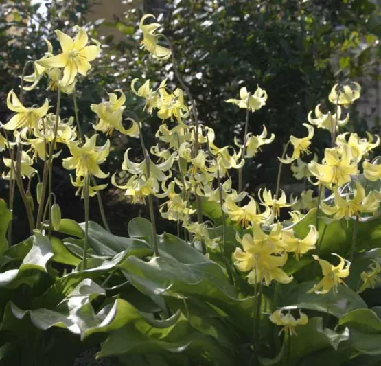 Erythronium 'Pagoda',Dog's Tooth Violet 'Pagoda', Trout Lily, Glacier Lily, Erythronium tuolumnense 'Pagoda', Yellow flowers, perennials for shade