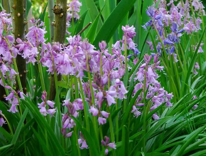 Hyacinthoides Hispanica 'Dainty Maid', Spanish Bluebells 'Dainty Maid', Wood Hyacinth 'Dainty Maid', Scilla hispanica 'Dainty Maid', Scilla Campanulata 'Dainty Maid', Endymion Hispanicus 'Dainty Maid', Pink Flowers,