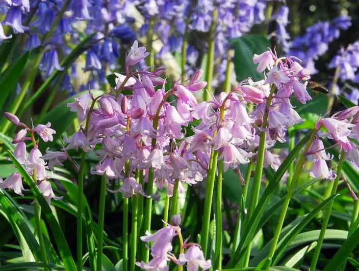 Hyacinthoides Hispanica 'Dainty Maid', Spanish Bluebells 'Dainty Maid', Wood Hyacinth 'Dainty Maid', Scilla hispanica 'Dainty Maid', Scilla Campanulata 'Dainty Maid', Endymion Hispanicus 'Dainty Maid', Pink Flowers,