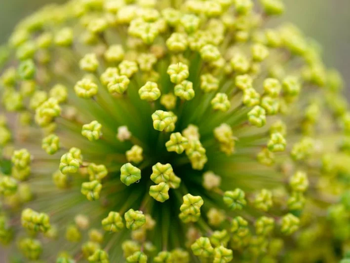 Allium Moly, Lily Leek, Golden Onion, Golden Garlic, Golden Flowered Garlic, Moly, Sorcerer's Garlic, Yellow Garlic, Yellow Onion, Ornamental Onion, Spring Bulbs, Spring Flowers