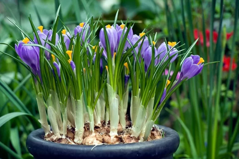 Crocus vernus Grand Maitre, Dutch Crocus 'Grand Maitre', Crocus 'Grand Maitre', Spring Bulbs, Spring Flowers ,Giant Dutch crocus, Dutch crocus, Early Spring bulbs, Violet bulb, Blue bulb, Early flowering bulb