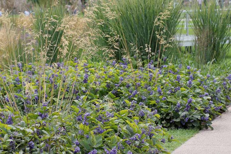 Clematis New Love, New Love Clematis, Clematis heracleifolia 'New Love', Clematis heracleifolia var. davidiana 'New Love', group 3 clematis, Blue clematis, blue clematis, Clematis Vine, Clematis Plant, Flower Vines