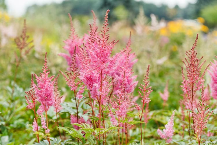 Astilbe, False Spirea, Hybrid Astilbe, Plume Flower, False Goat Beard, Astilbe x Arendsii, Chinese Astilbe, Astilbe Chinensis, Astilbe Japonica, Astilbe Simplicifolia